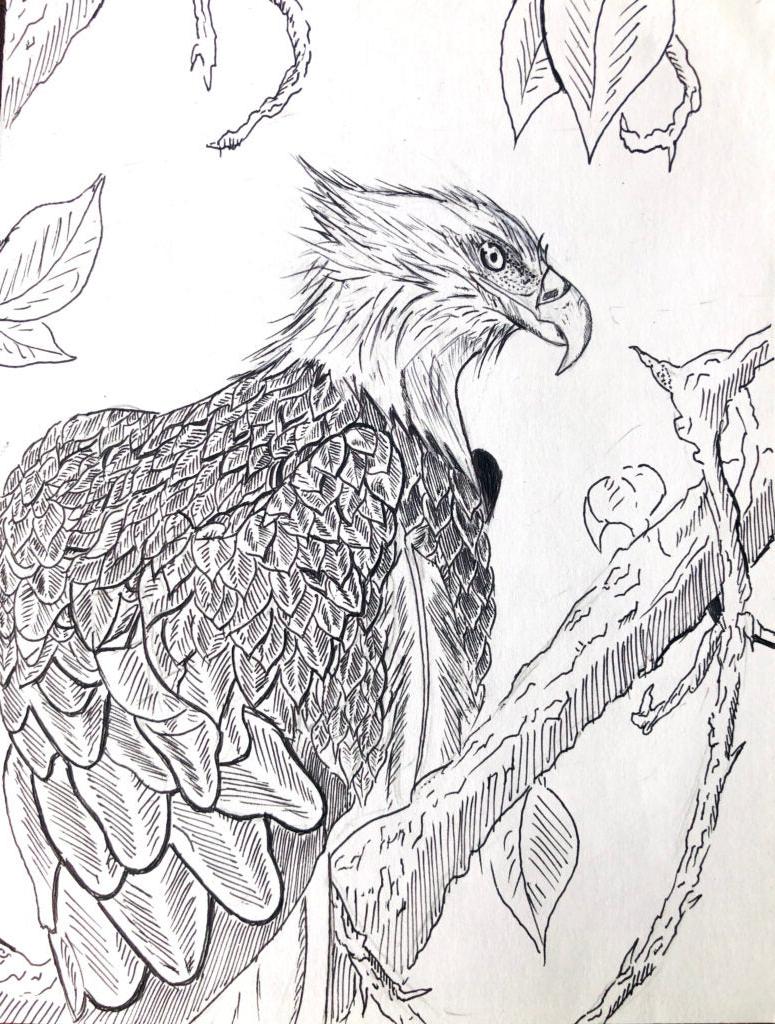 李冠林，11年级，“科学插图:秃鹰”