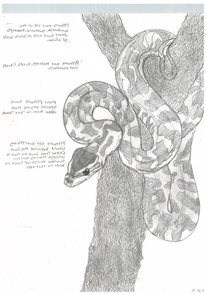 Olive Bloom, 7th Grade, "Python", Drawing